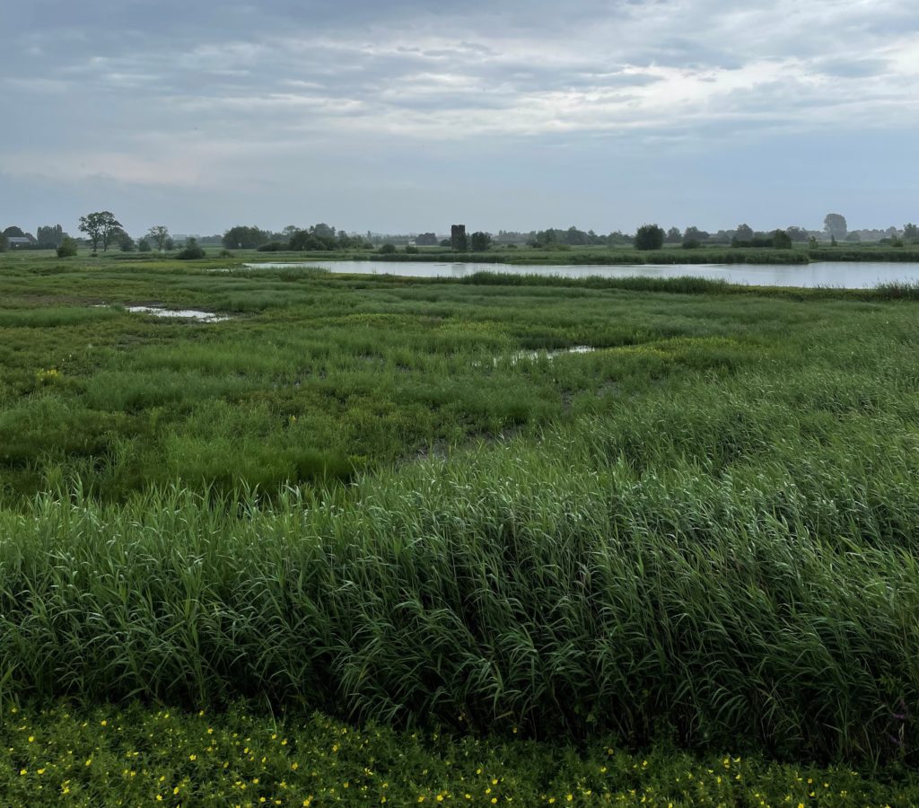 Réserve du Blankaart